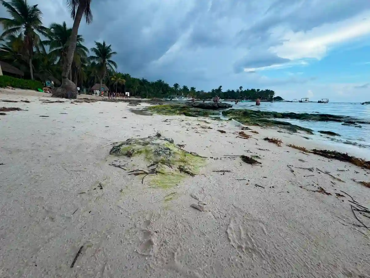 Beach erosion caused by sargassum removal in Akumal, Quintana Roo.