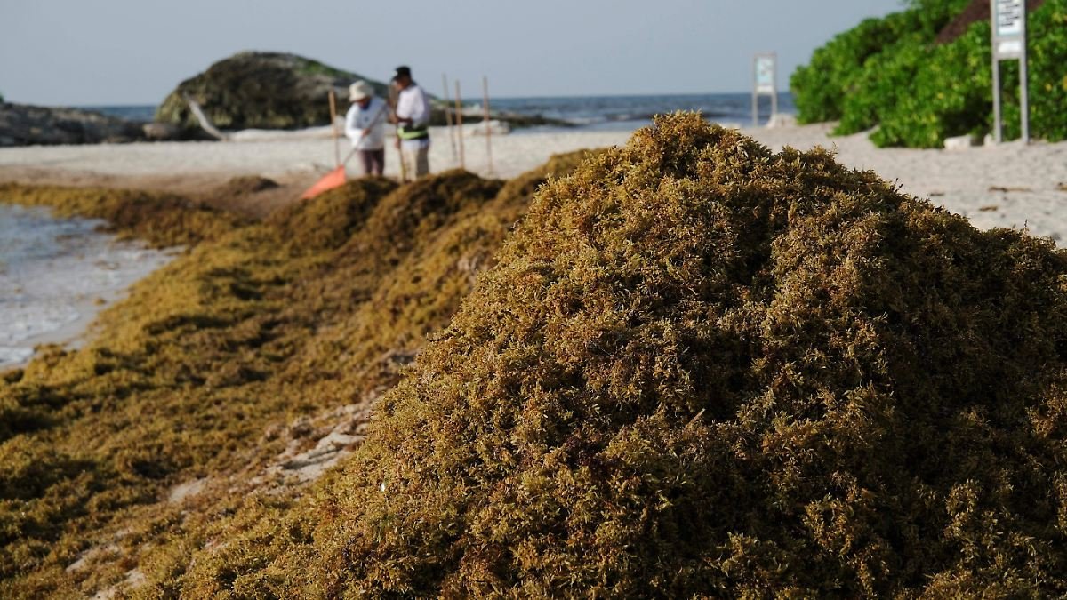 Sargassum piled on a beach in Quintana Roo