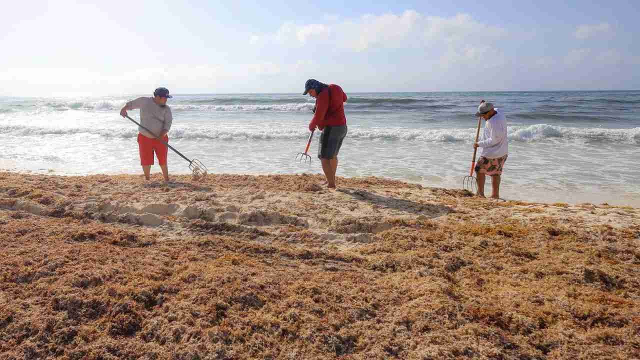 Workers remove sargassum from a beach in Cancun, Quintana Roo, during a record collection season.