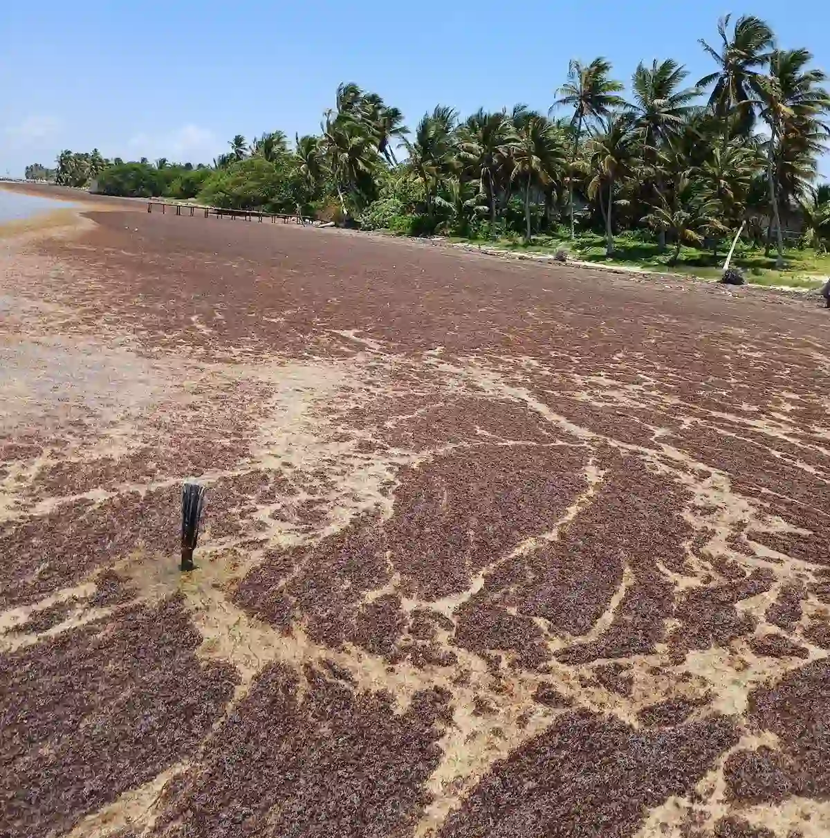 Sargassum seaweed covering the beach in Xcalak, Quintana Roo.