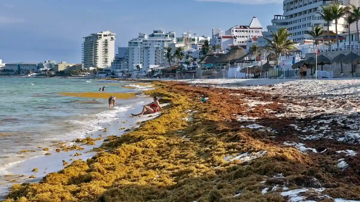 A vessel collects sargassum seaweed in the Mexican Caribbean off the Riviera Maya