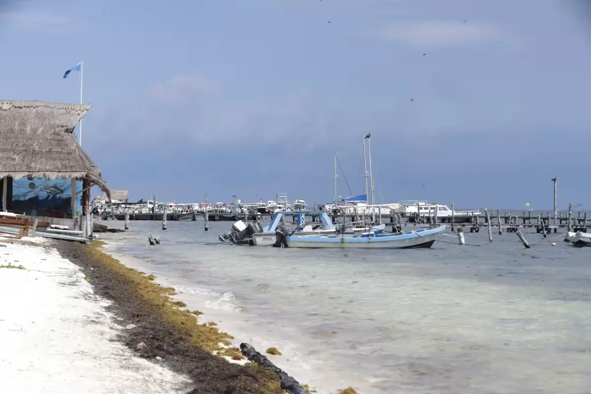 Sargassum piles up on a beach in Quintana Roo, Mexico