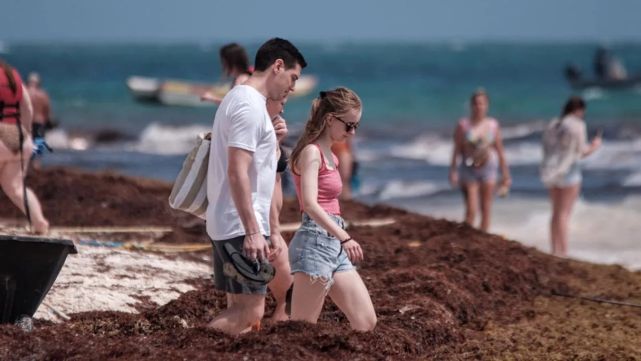 Sargassum accumulation on a beach in Quintana Roo, Mexico