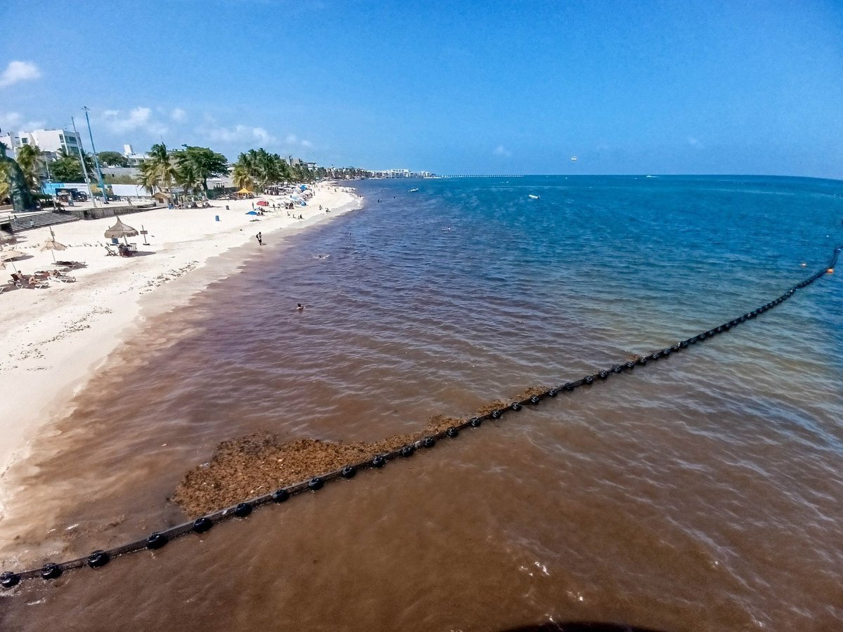 Sargassum seaweed piled up on a Cancun beach