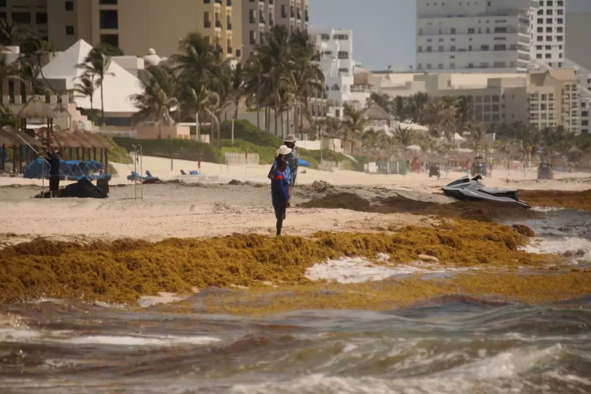 Sargassum seaweed lines the shore at Playa Delfines in Cancun, with beachgoers and umbrellas in the distance.