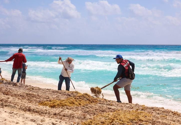Sargassum accumulated on a beach in the Mexican Caribbean
