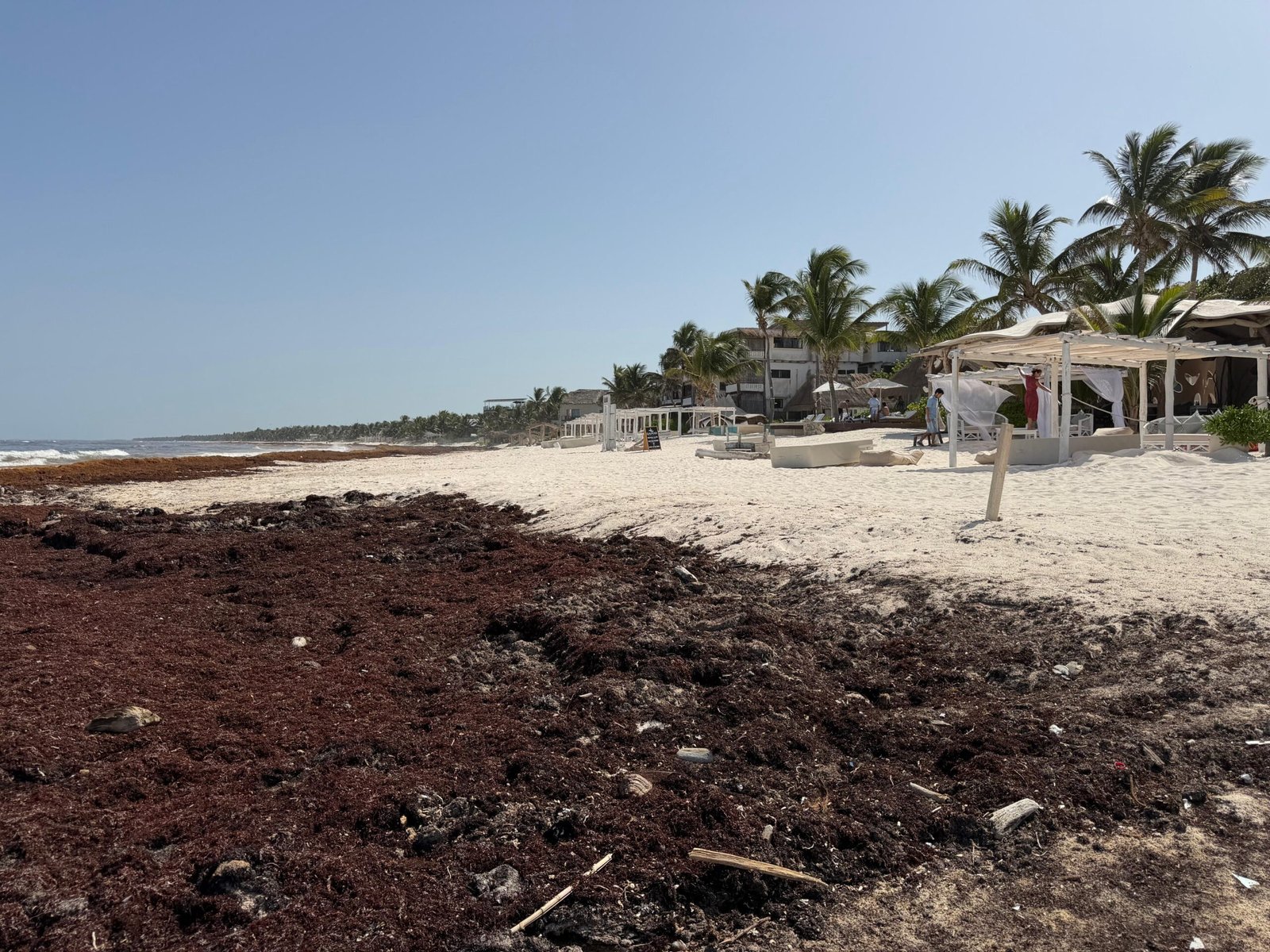 Sargassum seaweed washed up on a beach in Tulum, Quintana Roo