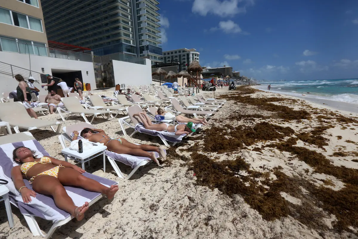 Brown sargassum accumulating on a beach in Quintana Roo, Mexico, during the 2026 season