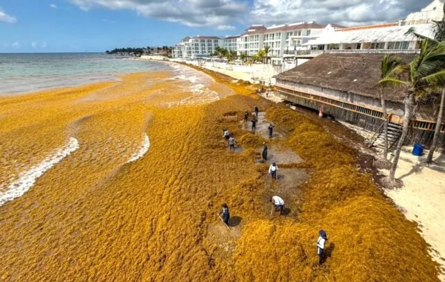 Sargassum collectors working on a beach in Quintana Roo, Mexico, are exposed to high levels of hydrogen sulfide gas.