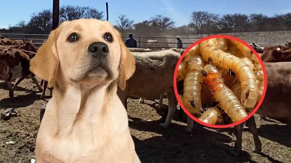 screwworm certificate required for dogs traveling into Mexico