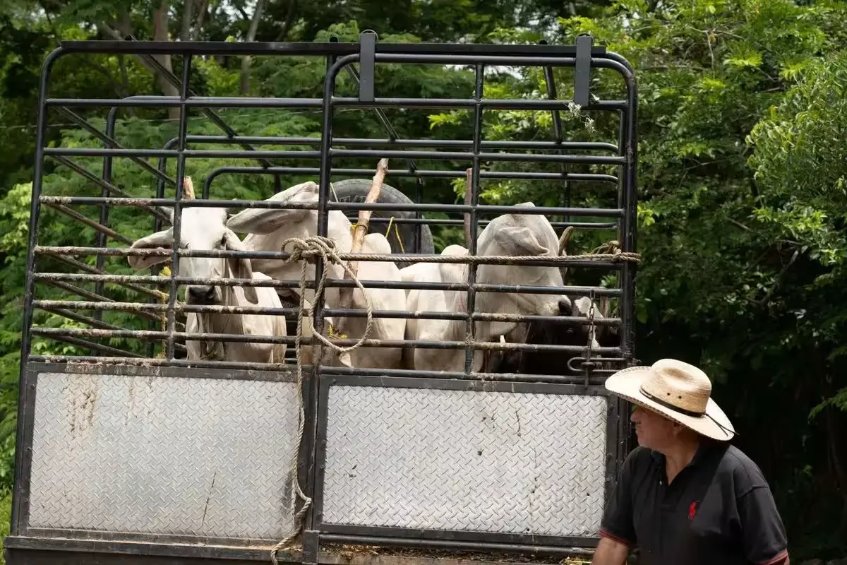 Yucatan has 41 confirmed screwworm myiasis cases