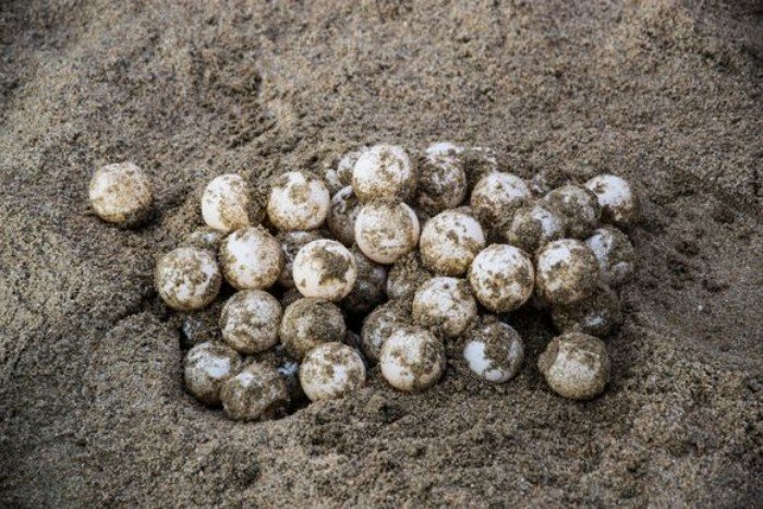 Sea turtle nests protected in corrals on a Cancun beach
