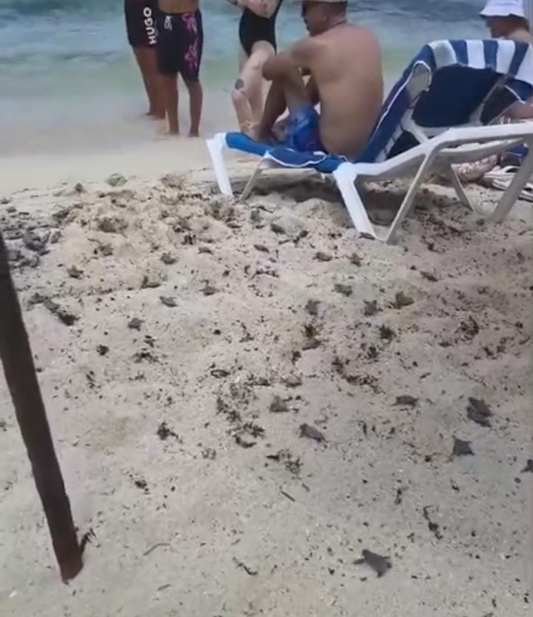 Sea turtle hatchlings crawl across the sand between beach furniture at Mr. Sancho's in Cozumel.