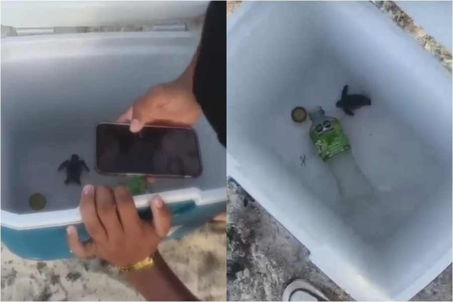 Sea turtle hatchlings on a beach in Playa del Carmen, where authorities are investigating an alleged mistreatment case