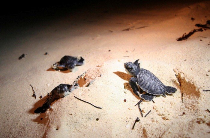 A sea turtle hatchling on a Playa del Carmen beach during the 2026 nesting season
