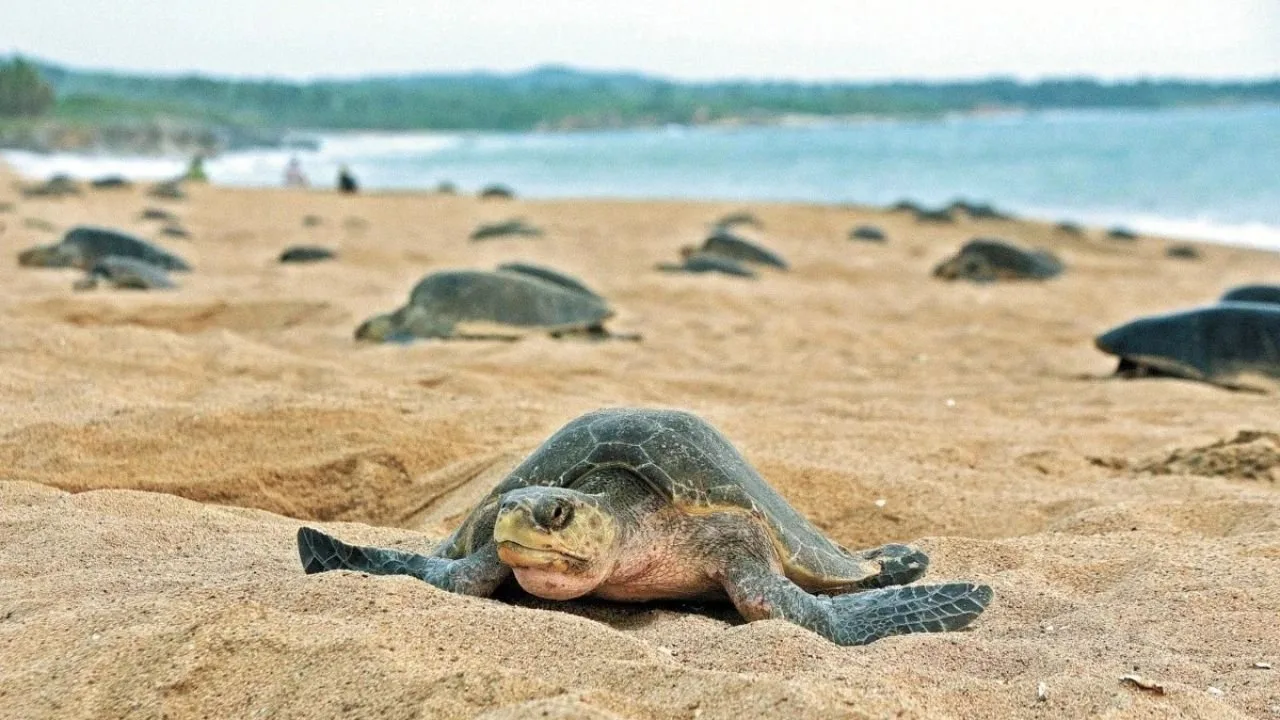 A sea turtle swimming in the clear waters of Akumal Bay, Quintana Roo