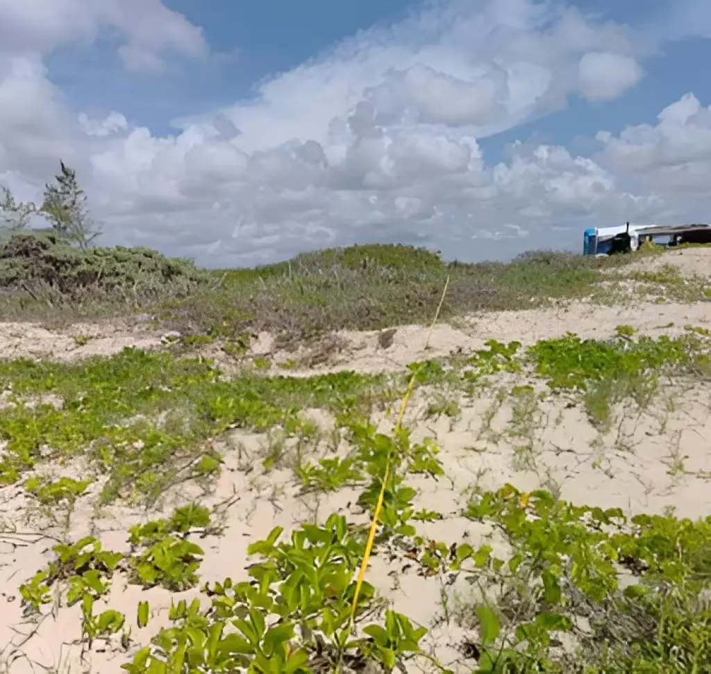 Coastal dune and mangrove area in Puerto Morelos affected by vegetation removal