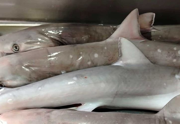 Unlabeled shark meat displayed at a fish market in Quintana Roo, Mexico.