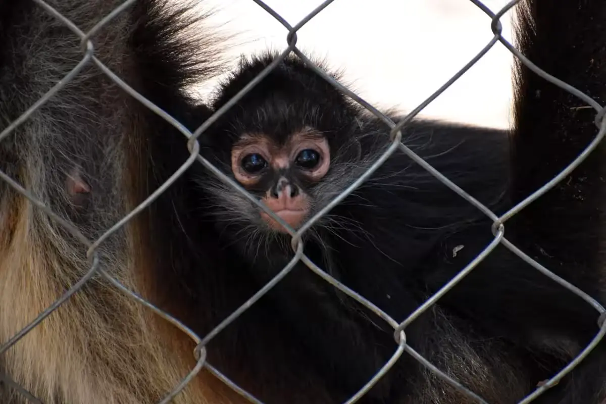 A spider monkey, one of the species threatened by illegal pet trade in Mexico's Yucatan region.