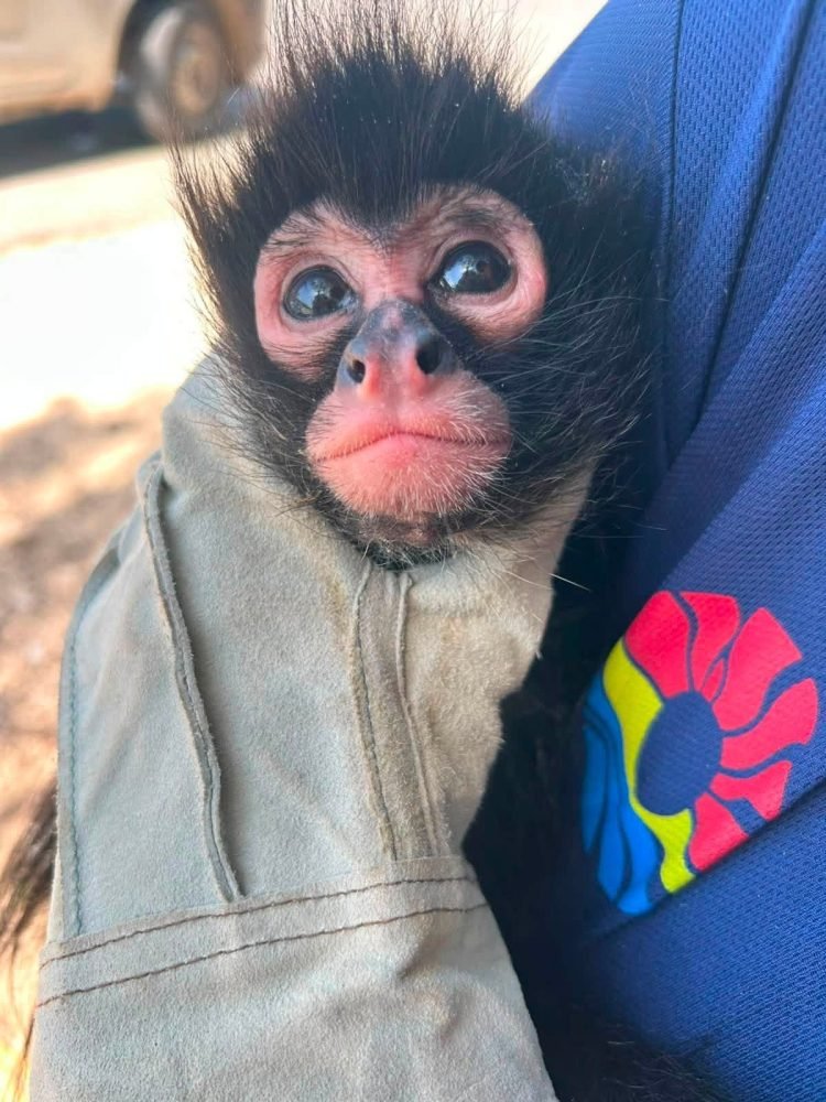 A spider monkey being held by rescue personnel in Cancun