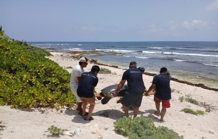 Firefighters carry a green sea turtle on a board across the beach toward the ocean in Tulum