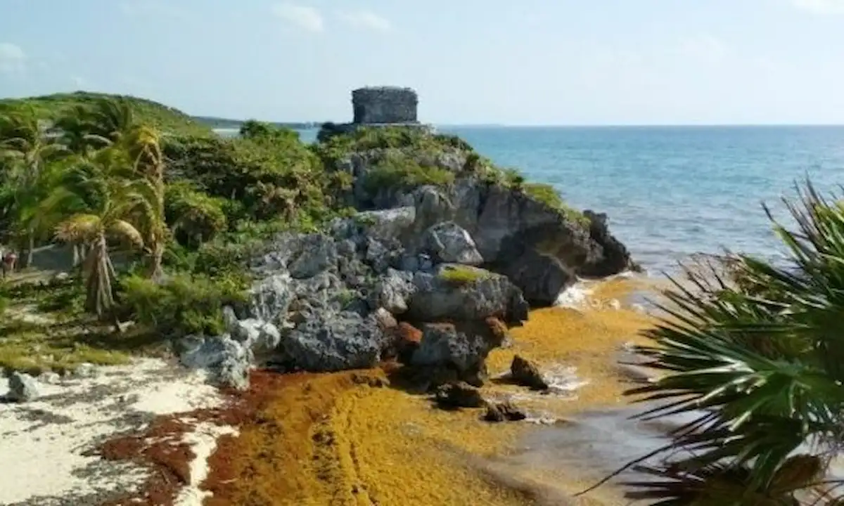 Workers removing sargassum from a beach in front of a Tulum hotel.