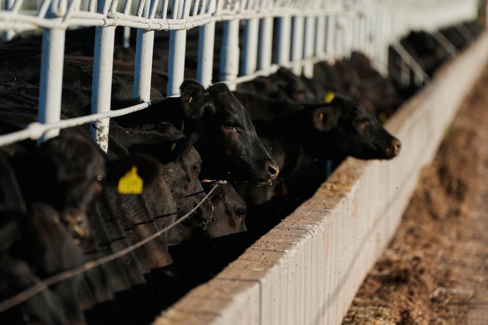 Cattle at the U.S.-Mexico border crossing after the U.S. reopened imports of Mexican cattle following a screwworm ban.