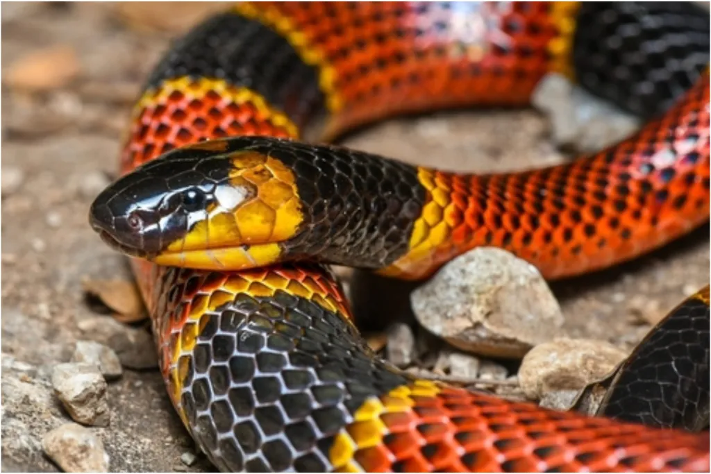 A close-up of a brightly colored coral snake with red, yellow, and black bands resting on a rocky surface.$# CAPTION