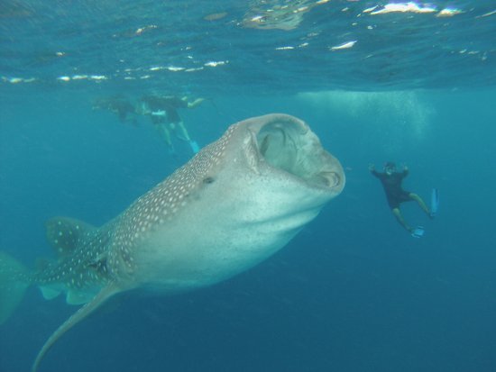 Whale shark festival in Isla Mujeres with boat tours and conservation activities