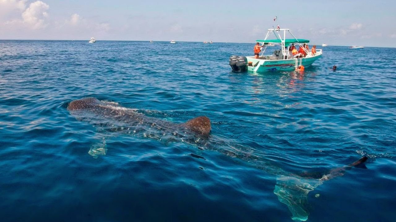 Two whale sharks swimming near the surface in the Whale Shark Biosphere Reserve off Holbox, Quintana Roo.