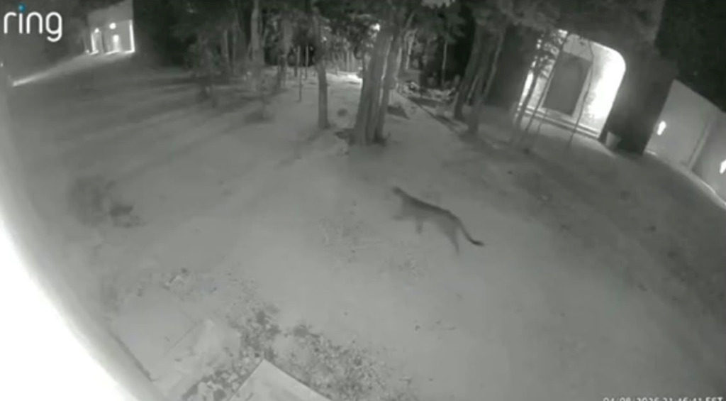 Residents of La Veleta in Tulum are advised to keep pets indoors after wild feline sightings.