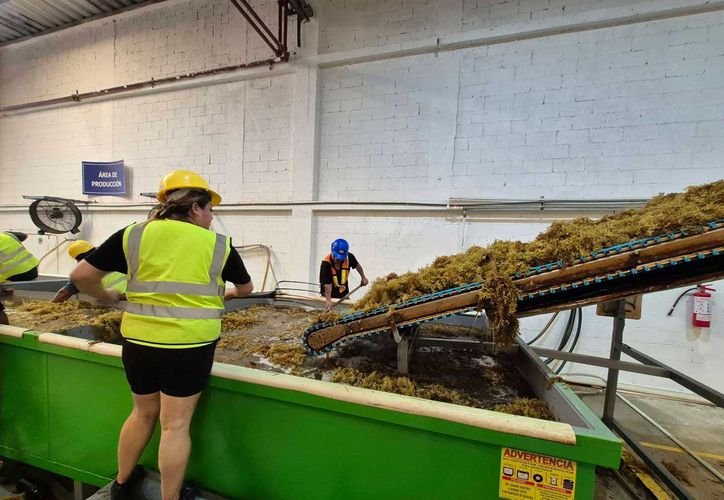 Sargassum seaweed on a beach in Cancún, where a World Bank-funded pilot is testing cosmetic uses for the algae.