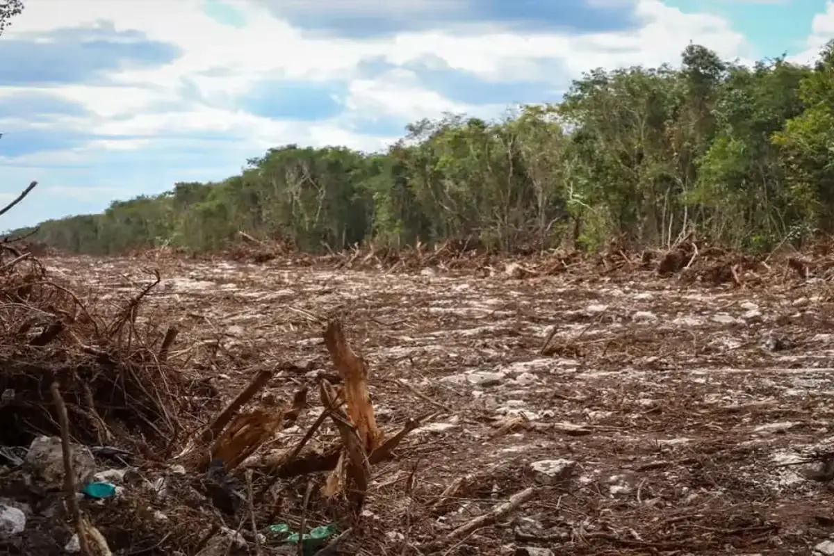 A deforested area in the Yucatan Peninsula with cleared land and patches of remaining jungle