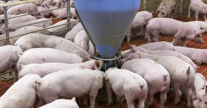 Industrial pig farm in Yucatan, Mexico, with environmental damage visible