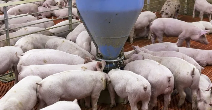 Industrial pig farm in Yucatan, Mexico, with environmental damage visible