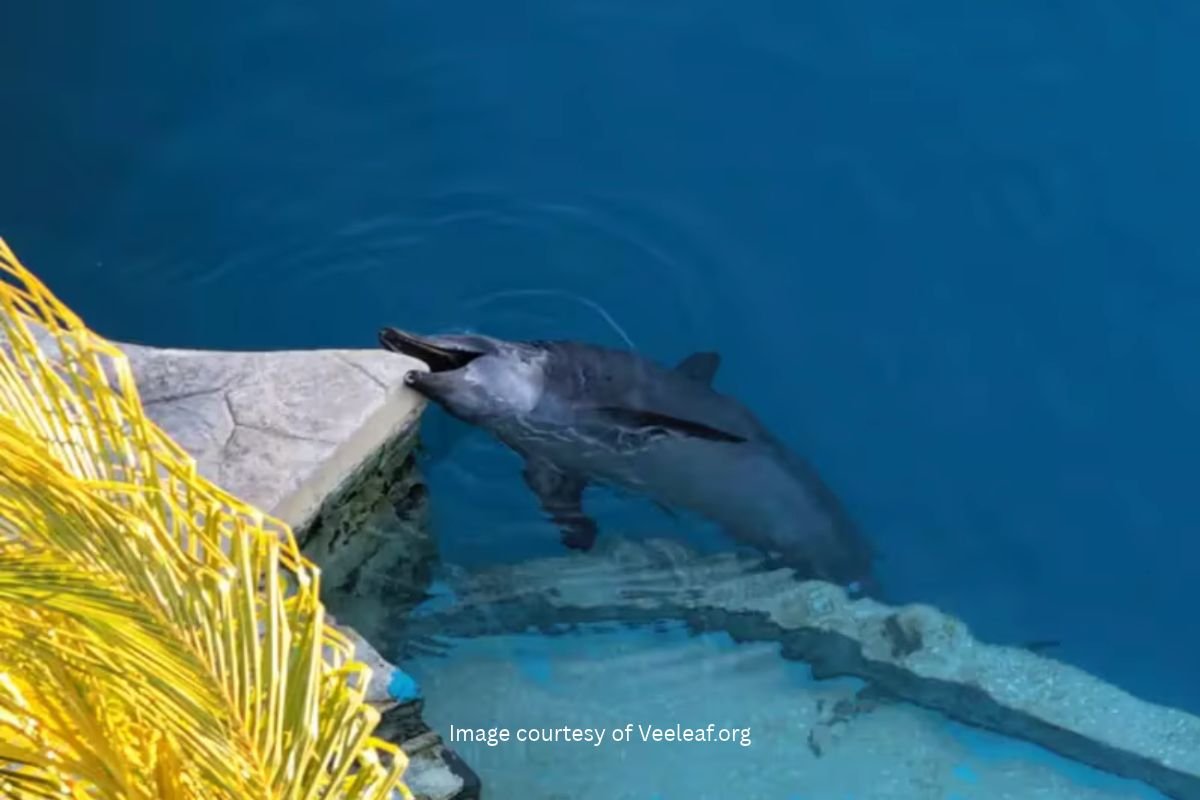 dolphin chewing on the side of a concrete enclosure