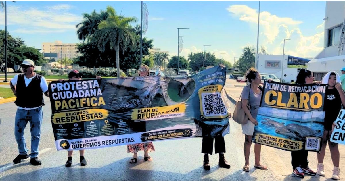 Peaceful dolphin protest at semernat in cancun