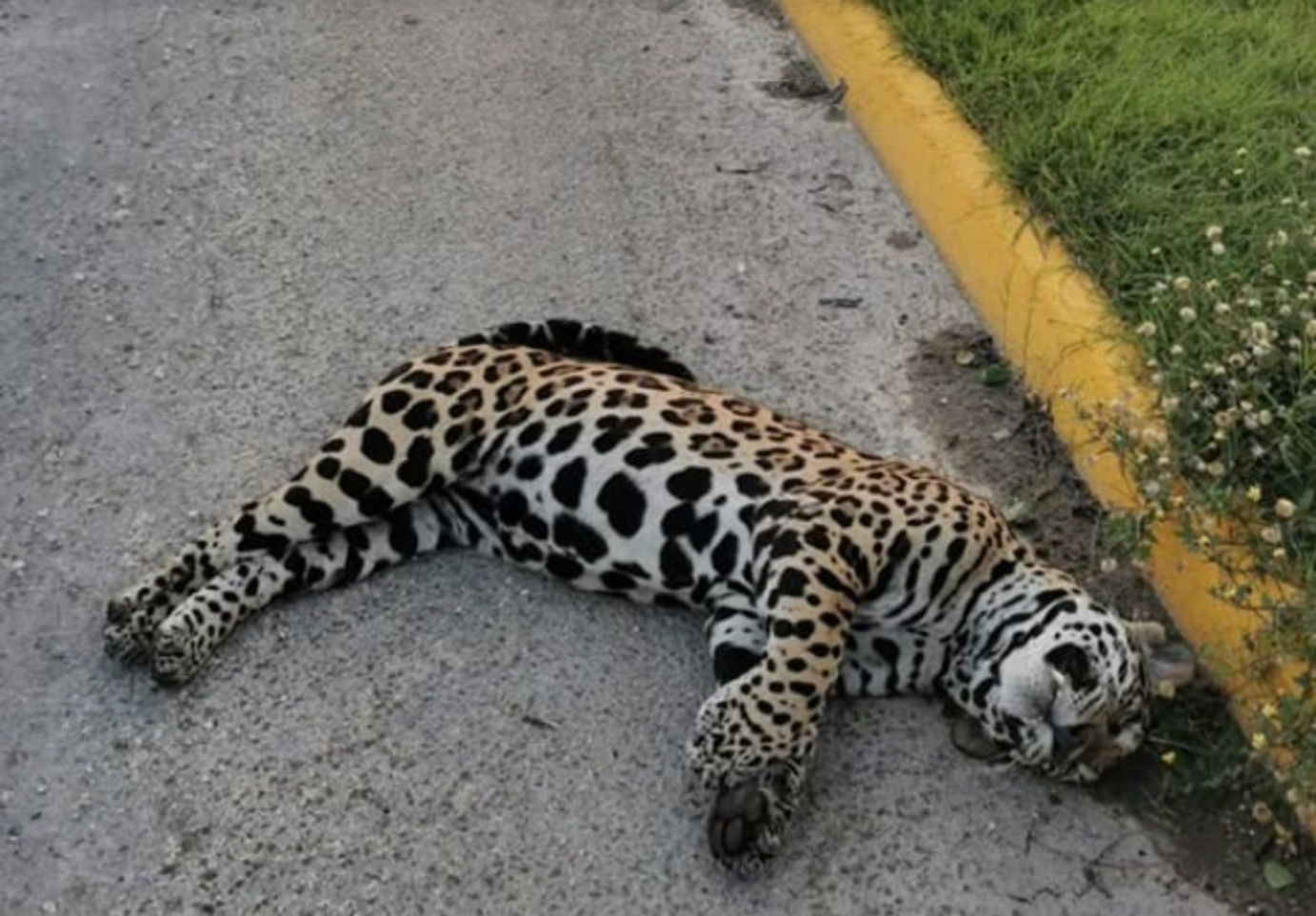 ocelot killed on highway 307 near paamul