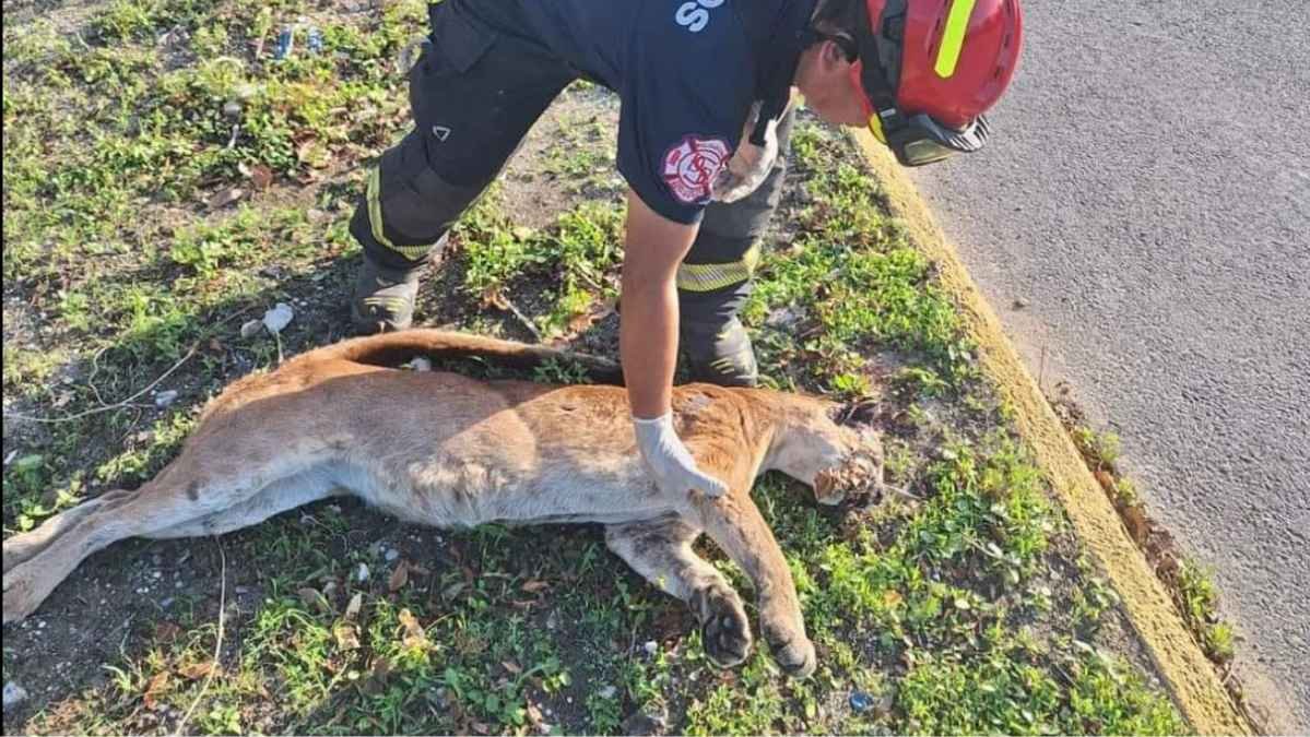 wildlife in quintana roo displaced by drought