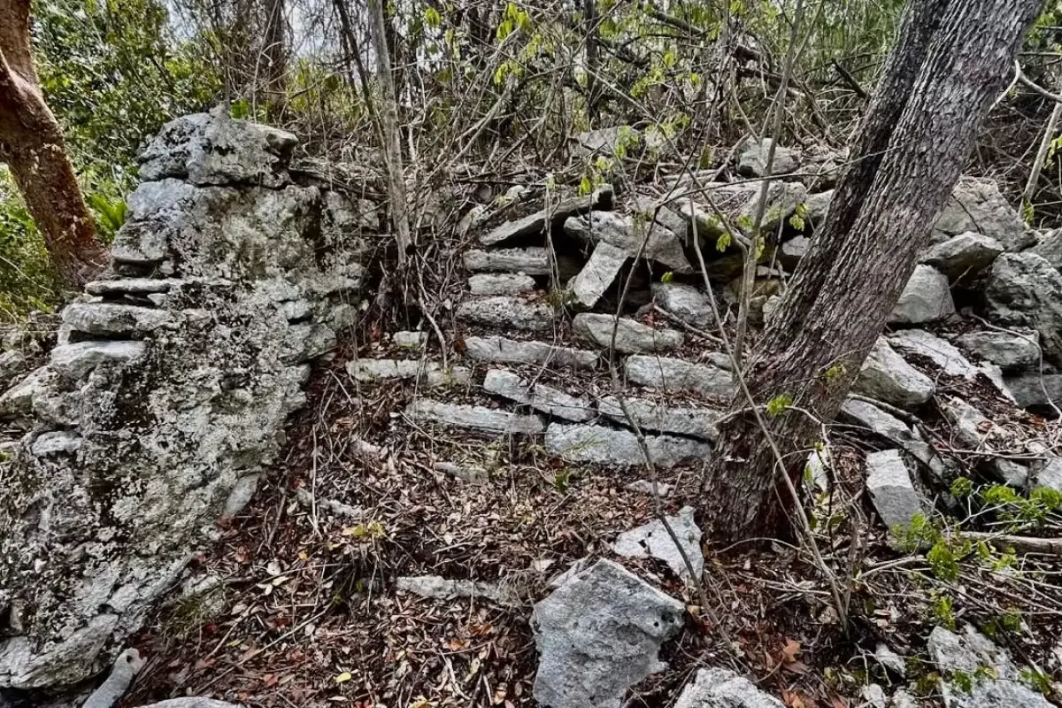Activists and volunteers walk through dense vegetation at the Punta Venado property in Playa del Carmen, where a 200-room hotel complex is proposed