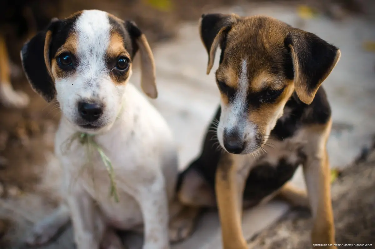 Dog in Playa del Carmen where officials are reviewing changes to animal welfare rules