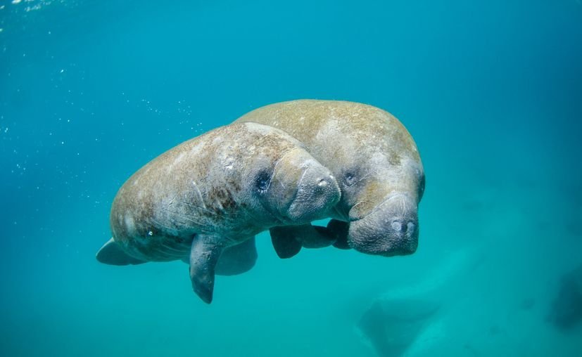 An Antillean manatee swimming in the calm, shallow waters of a coastal lagoon in Quintana Roo, Mexico