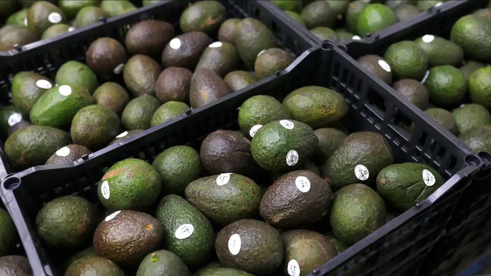 Farmworkers harvest avocados in a Mexican orchard, the sector now covered by a mandatory labor certificate for exporters