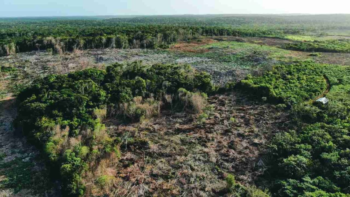 Cleared forest land in Bacalar, Quintana Roo, where more than 25,000 hectares were lost in nine years.