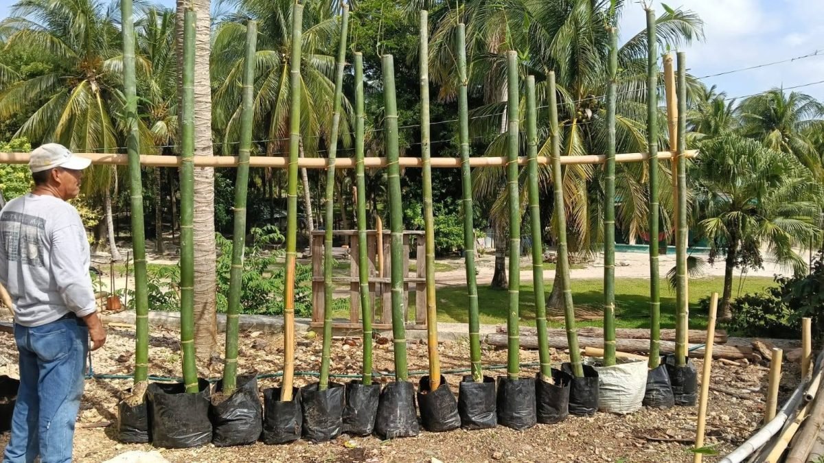 Bamboo stalks growing in a plantation in southeastern Mexico, where producers have formed a new national association