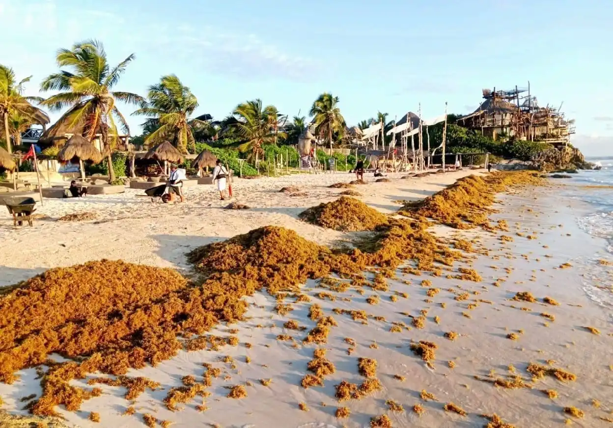A beach scene with workers clearing seaweed under palm trees at sunrise. Beach umbrellas and structures are visible in the background.$# CAPTION