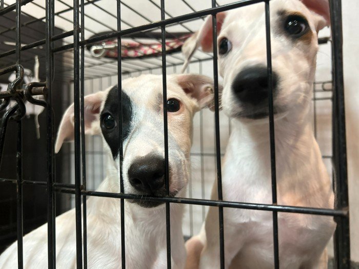 Dogs and cats housed at the municipal animal protection shelter in Cancún, which is caring for 96 animals