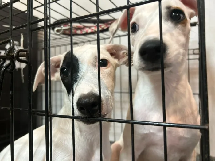 Dogs and cats housed at the municipal animal protection shelter in Cancún, which is caring for 96 animals