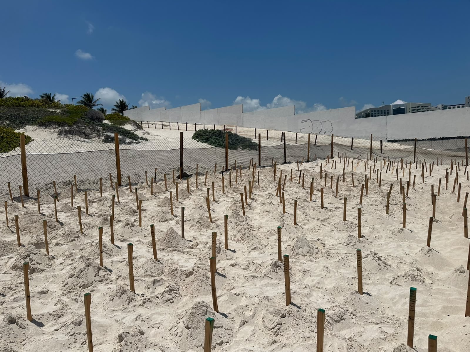 Sea turtle hatchlings crawl across a Cancun beach during the 2026 nesting season.