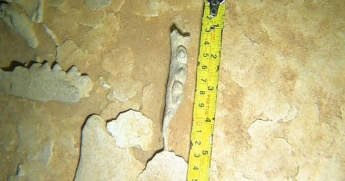 Cave divers document bone remains found 47 to 50 meters underwater inside a cave in Abalá, Yucatán